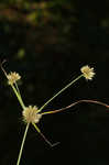 Great plains flatsedge